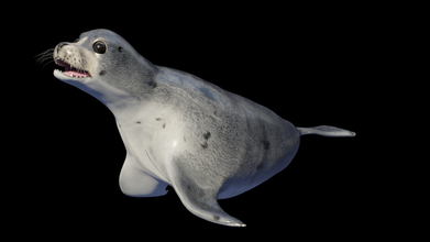seal animal seal animal fish wildlife nature sea ocean water swimming rigged-character