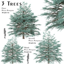 set of picea pungens trees blue spruce 3 3d model in tree 3dexport needle landscape christmas christmastree outdoor jungle snow cold coldweather russia usa plants vegetation bark needles branches landscapearchitecture green 3d print model - Mito3D