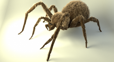 lanudo araña 3d modelo in 3dexport animales arácnido cabello peludo insecto veneno venenoso arañas tarántula aracnoides criatura siniestro peligroso ojos fauna silvestre artrópodos 3d print model - Mito3D