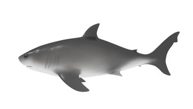 squalo 3d modello in 3dexport pesce nuotare sott'acqua acqua animale oceano mangiare bestia natura mare creatura vita marina predatore nuoto seaworld acuto animali 3d print model - Mito3D