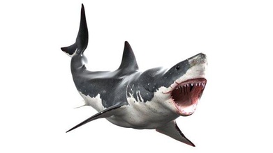 shark animated rigged model 3d in 3dexport fish carcharias sea predator high great white ocean surf creature morphing realistic carcharodon marine animal animals 3d print model - Mito3D