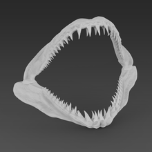 Tubarão mandíbula animal peixe natureza água mar predador embaixo agua assassino mergulho oceano vida marinha casa biologia 3d print model - Mito3D