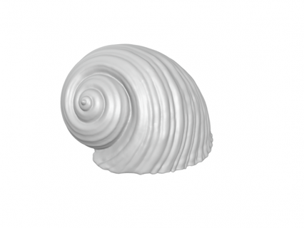 shell - seashell conch sea animals animal animacampania art arte sculpt sculpture design house designer 3d print model - Mito3D