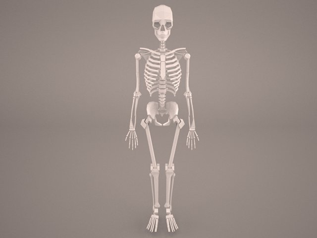 squelette 3d modèle in anatomie 3dexport humain crâne os os mâchoire poitrine déchirures déchirure bras jambe hanche pied main pieds mains jambes médicament 3D print model - Mito3D