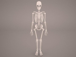esqueleto 3d modelo in anatomía 3dexport humano cráneo huesos hueso mandíbula cofre rasgaduras q p d brazo pierna cadera pie mano pies manos brazos piernas medicamento 3d print model - Mito3D