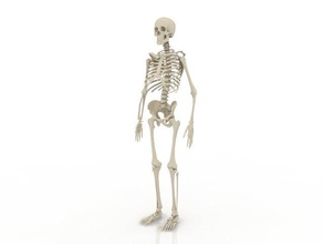 iskelet 3d model in anatomi 3dexport karakter adam çerçeve şekil bilim insan vücut 3d print model - Mito3D