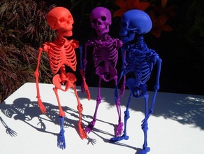 scheletro 3d stampa modello in anatomia 3dexport 3d print model - Mito3D