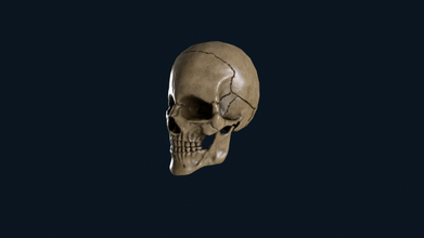 skull 3d model in anatomy 3dexport bone human 3d print model - Mito3D