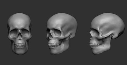 kafatası anatomi 3d print model - Mito3D