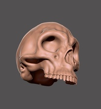 skull anatomy jaw head face 3d print model - Mito3D