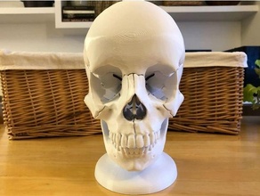 skull 3d print model in anatomy 3dexport 3d print model - Mito3D