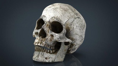 crânio mandíbula 3d modelo in anatomia 3dexport 3d print model - Mito3D