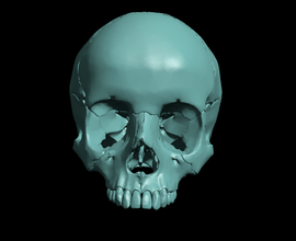 skull segmented anatomy human scan cranium scientific 3d print model - Mito3D