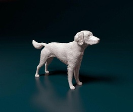 pequeña munsterlander 3d impresión modelo in figuritas 3dexport perro stl animal obj figura mascota imprimible estatua miniaturas 3d print model - Mito3D