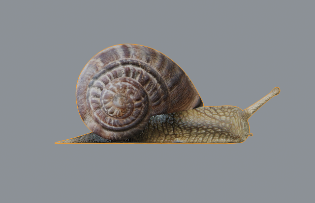 schnecke 3d modell 3dexport schleimig schale ausblenden insekt tier nass fehler augen wirbellos spiral abstraktion rutschig gastropode escargot raspel frosch beißen reflektierend wendel 3D print model - Mito3D