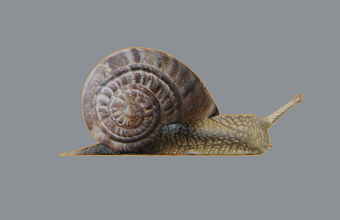 snail 3d model in 3dexport slimy shell hide insect animal wet bug eyed invertebrate spiral abstraction slippery gastropod escargot rasp frog bite reflective helix 3d print model - Mito3D