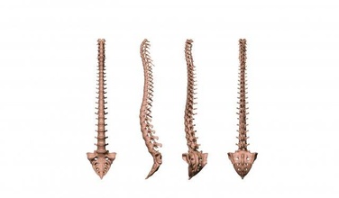 colonna vertebrale stampabile 3d stampa modello in 3dexport anatomia indietro mal schiena spina dorsale ossatura cervicale umano neurochirurgia scoliosi spinale vertebra scienza 3d print model - Mito3D