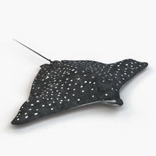 spotted eagle ray fish marine animals nature tomoplace rigged gymnuridae 3d print model - Mito3D