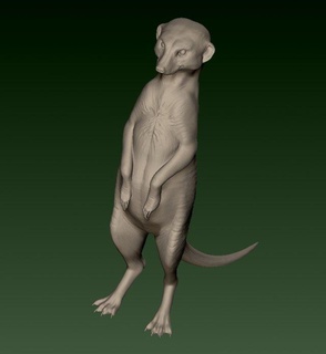 Surikate animais suricate africano África mamífero animal 3d print model - Mito3D