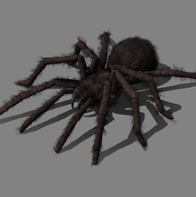 tarantula animations 3d model in spider 3dexport arachnid horror creepy animal animation game-ready unrealengine unity walking monster insect 3d print model - Mito3D