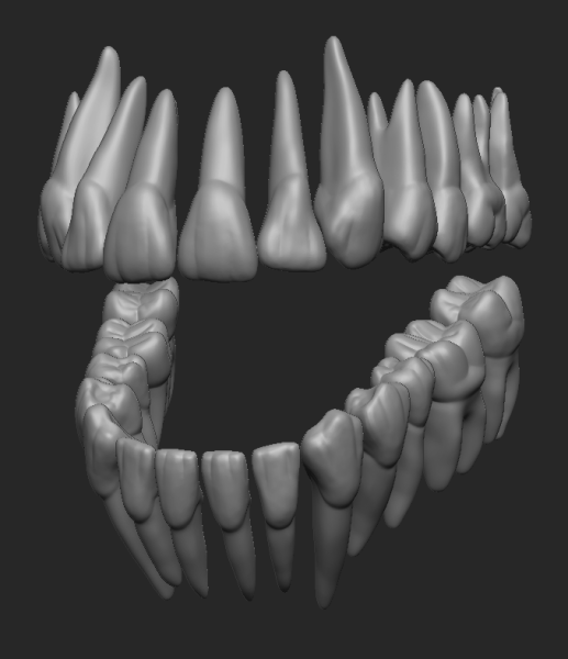 teeth - dientes 3d print model in biology 3dexport human anatomy science bone mouth tongue tooth realistic dentistry gums medical medicine 3D print model - Mito3D