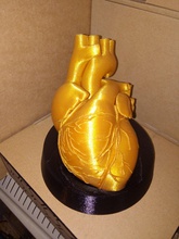 the golden heart 3d impressão modelo in biologia 3dexport coração 3d print model - Mito3D
