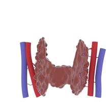 tireoide tireóide thyroid gland human anatomy 3d print model - Mito3D