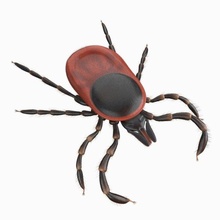 tick rigged 3d model in spider 3dexport arachnid insect mite arthropod insecticide danger desease xgen maya 3d print model - Mito3D