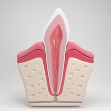 tooth anatomy 3d model in 3dexport teeth mouth jaw dental dentist dentin doctor hospital medicine enamel den 3d print model - Mito3D