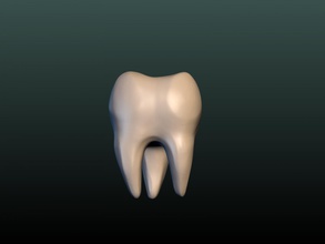 zahn Zähne tusk Knochen Anatomie dental Gesundheit Biologie 3d print model - Mito3D