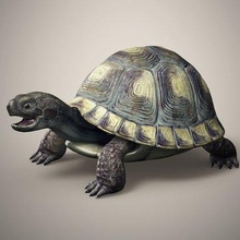 tortoise 3d model in turtle 3dexport ocean reptile shell slow cute bumpy high resolution photorealistic animal anime creature jungle tropical character amazon forest 3d print model - Mito3D