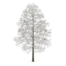 albero 3d 3d print model - Mito3D