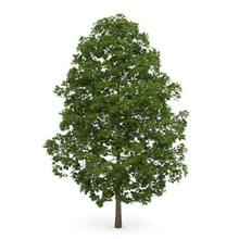 tree 3d model in 3dexport 3d print model - Mito3D