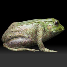 tree frog 3d model in amphibians 3dexport 3d print model - Mito3D