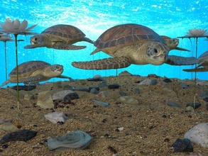 tortue 3d modèle in 3dexport mer tortues océan animal animaux zoo coquille reptile tropical amazone mignonne lent renflement hight l'eau vie étang écaille 3d print model - Mito3D