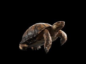 tartaruga 3d modelo in 3dexport animal réptil concha escalas 3d print model - Mito3D