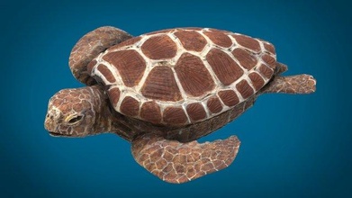 kaplumbağa 3d model in 3dexport tosbağa sürüngen yüzme doğa hayvan su köpekbalığı kalamar deniz okyanus yaratık kabuk dalış yaşamı akvaryum balık yüzmek müzisyen 3d print model - Mito3D