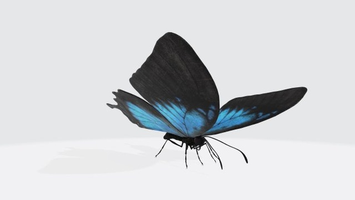 ulisses borboleta pronto to impressão 3d modelo in escultura 3dexport borboletas traça animais beleza natureza asas azul morfo selvagens asa fada insetos pele voar lindo encantador miniaturas 3d print model - Mito3D