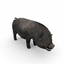 Vietnam pot bellied domuz Çiftlik doğa memeli açgözlü yerli fauna hayvan karın eti çiftçilik sus skrofa evcil Asya 3d print model - Mito3D