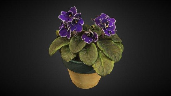 menekşe Çiçekler tencere dekor güzel peyzaj yeşil bitki saksı organik çiçek Bahçe destek 3dprintable seramik fotogrametri poli Gameasset dekorasyon iç indir 3d print model - Mito3D