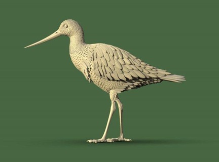 wading bird sculpture lapwing snipe sandpiper heron stork crane great curlew godwit kuaka animal print 3d print model - Mito3D