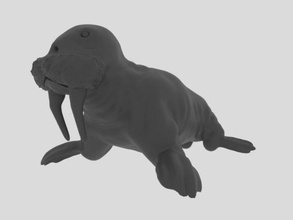 walrus 3d model in aquatic 3dexport animal zoo zeezoo wild wildlife sealife 3dprinter nature 3dprinted 3d print model - Mito3D