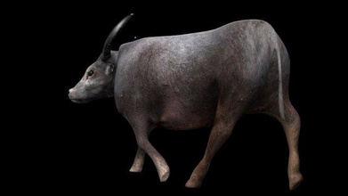 Su bufalo hileli memeli hayvan yaban hayatı doğa inek Çiftlik çiftçi Asya düşük poli 3d print model - Mito3D