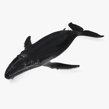 balena pesce mare animale uccisore mammifero mammiferi 3d print model - Mito3D
