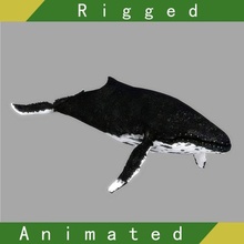 whale rigged animated animals animation cartoon lowpoly humpback mammal sea ocean water fish rig model aquatic 3d print model - Mito3D