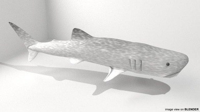 whaleshark whale shark ocean deep filter feeding mammal seawater gill slits 3d print model - Mito3D