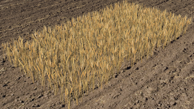 trigo campo 3d modelo in relva terra cobrir bainha 3dexport cultivo farinha fazenda terras agrícolas agricultor moinho vento poli cereal jogos pronto 3d print model - Mito3D