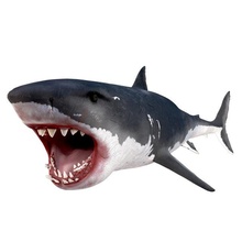 blanc requin gréé 3d modèle in aquatique 3dexport génial poisson carcharodon carcharias mer prédateur marin animal haute océan surf créature morphing réaliste 3d print model - Mito3D