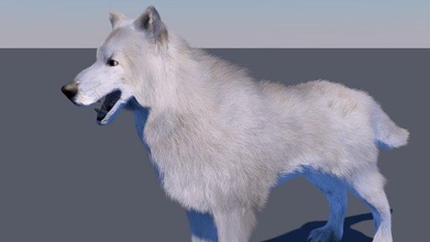white wolf fur rigged animal animals arctic dog gray husky mammal werewolf winter wolves 3d print model - Mito3D
