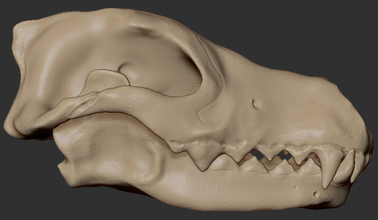 wolf skull free 3d model in wildlife 3dexport 3d print model - Mito3D